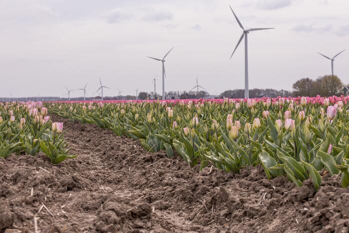 Bloembollenvelden Windpark trekt veel bekijks