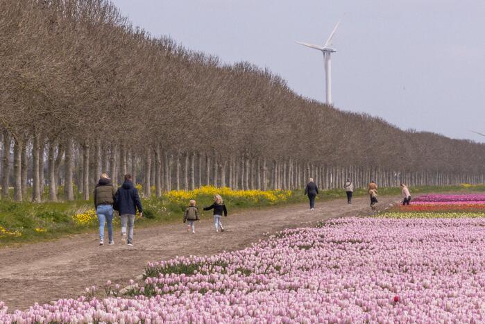 Bloembollenvelden Windpark trekt veel bekijks