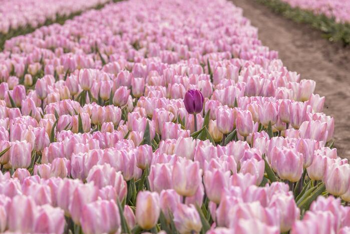 Bloembollenvelden Windpark trekt veel bekijks