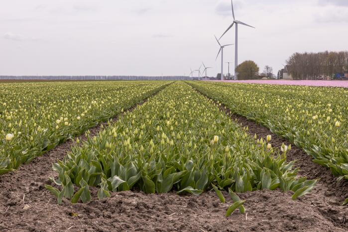 Bloembollenvelden Windpark trekt veel bekijks