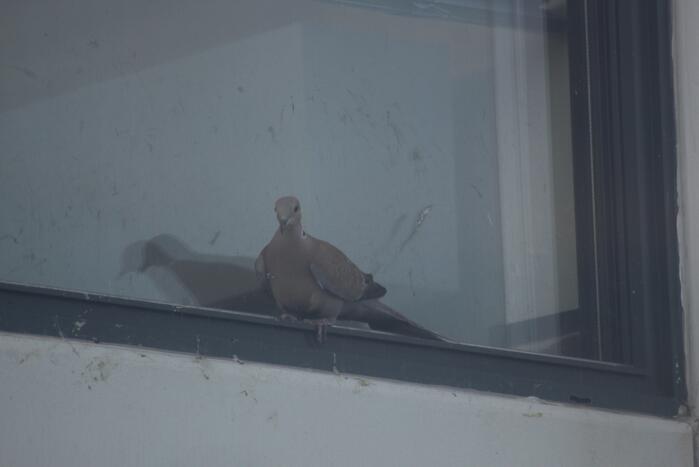 Brandweer bevrijdt duif tussen raam en glasplaat