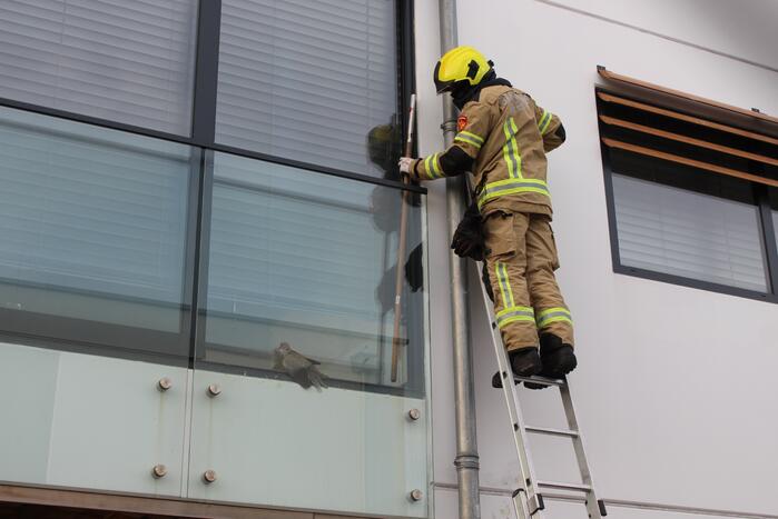 Brandweer bevrijdt duif tussen raam en glasplaat