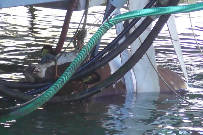 Koe belandt in water Floating Farm