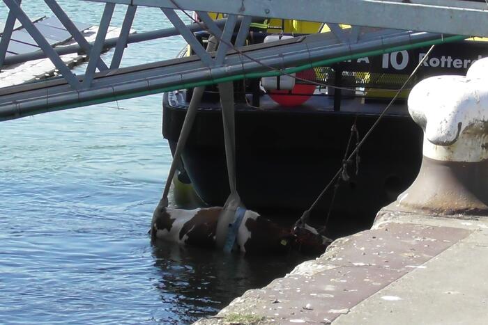 Koe belandt in water Floating Farm