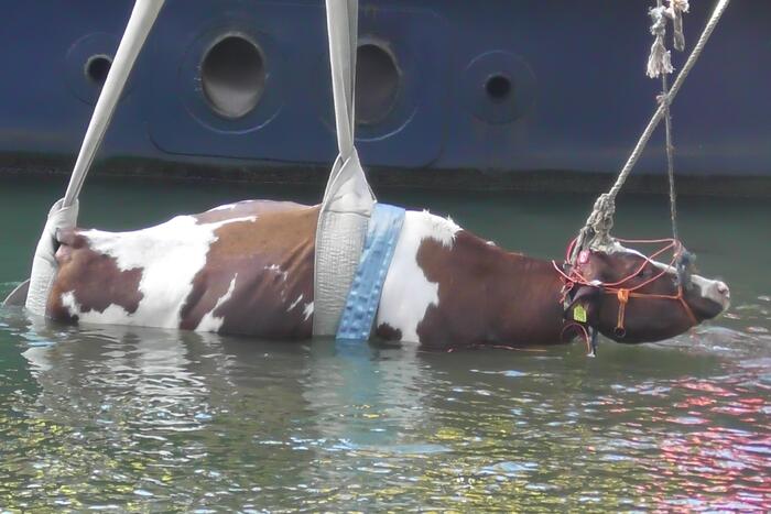 Koe belandt in water Floating Farm