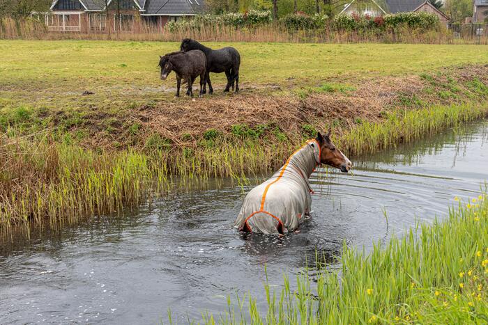 Brandweer en omstanders halen paard uit sloot
