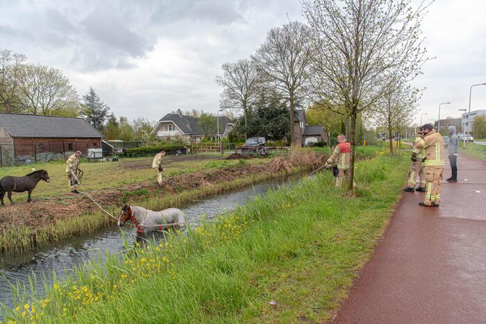 Brandweer en omstanders halen paard uit sloot