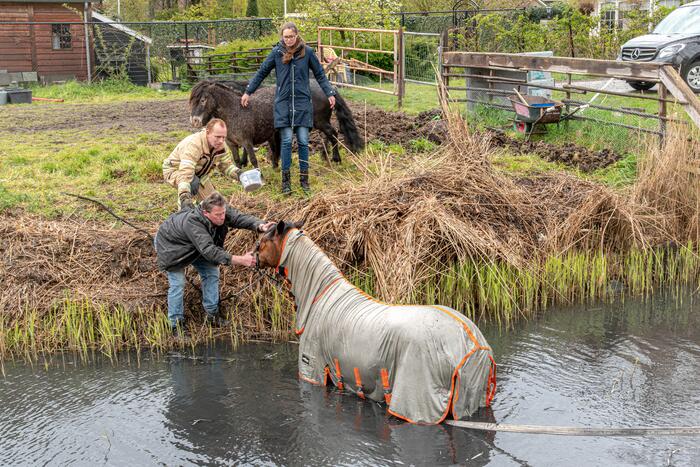 Brandweer en omstanders halen paard uit sloot