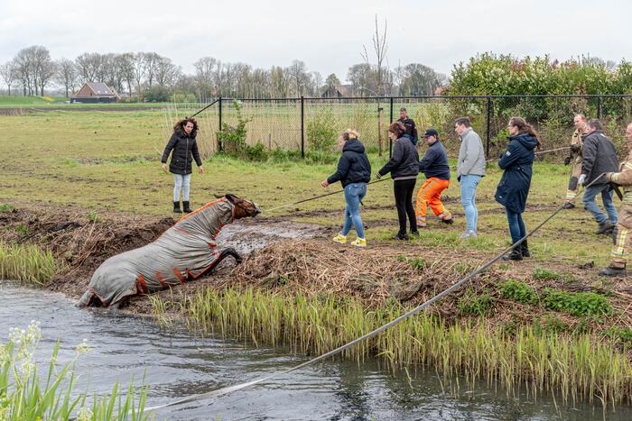 Brandweer en omstanders halen paard uit sloot