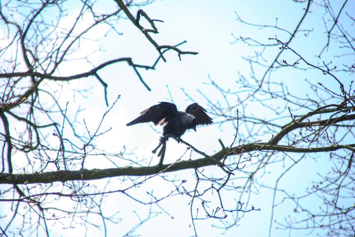 Brandweer bevrijdt vastzittende kraai uit boom