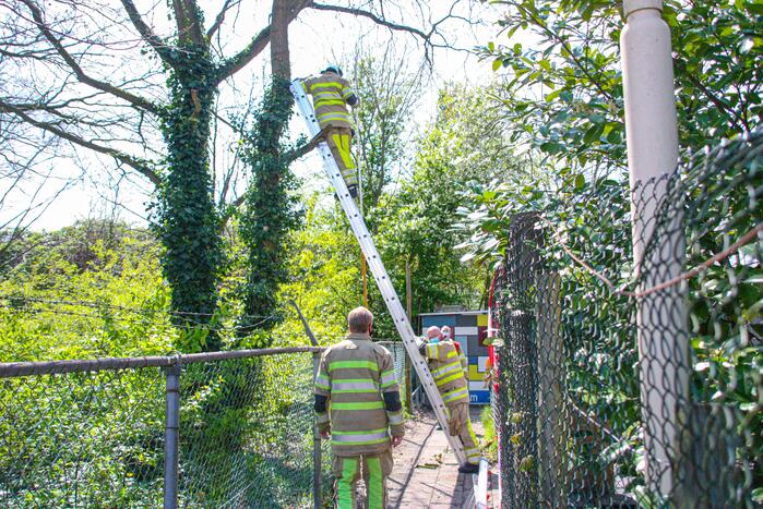Brandweer bevrijdt vastzittende kraai uit boom