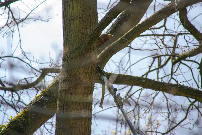 Brandweer bevrijdt vastzittende kraai uit boom