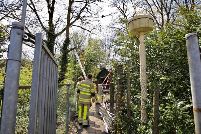 Brandweer bevrijdt vastzittende kraai uit boom