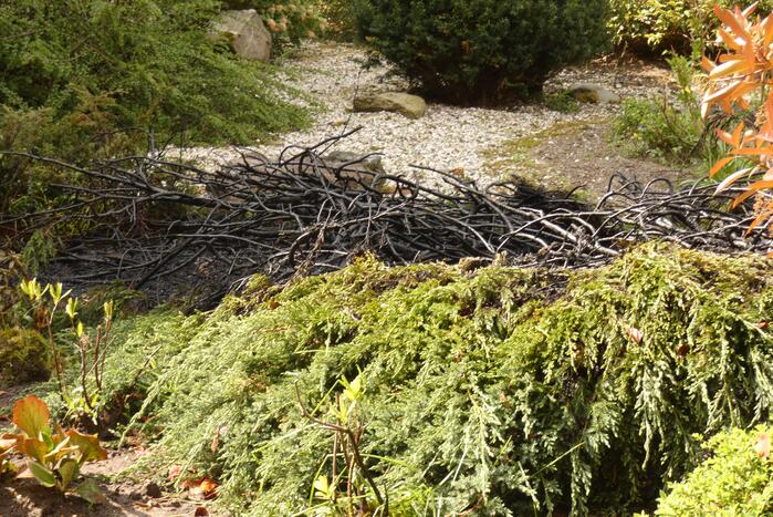 Bewoners blussen coniferenbrand met emmers en tuinslang