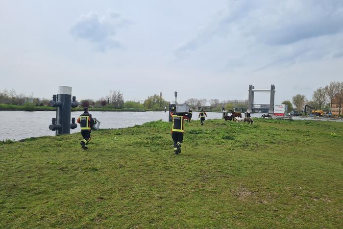 Brandweer heeft handen vol door reddingsactie