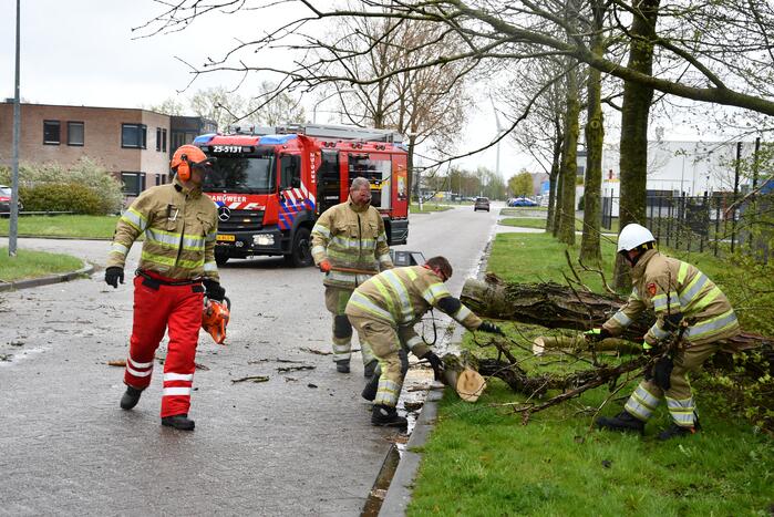 Grote boom omgewaaid op rijbaan