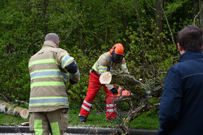 Grote boom omgewaaid op rijbaan