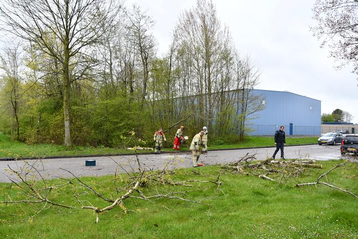 Grote boom omgewaaid op rijbaan