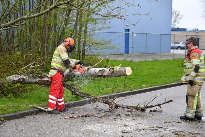 Grote boom omgewaaid op rijbaan
