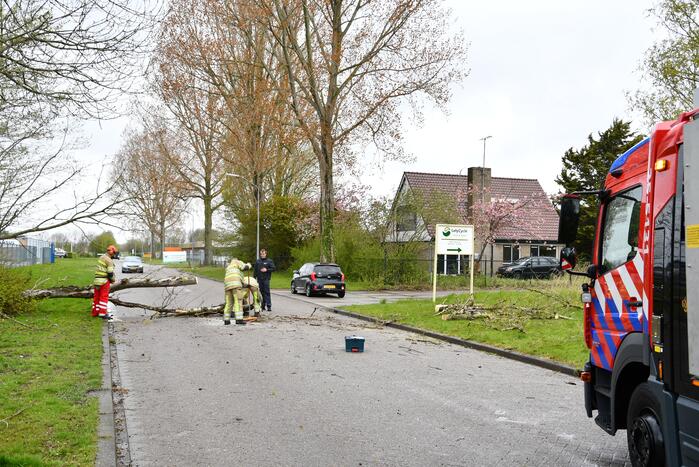 Grote boom omgewaaid op rijbaan