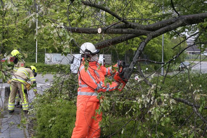Omgewaaide boom in kleine stukken gezaagd