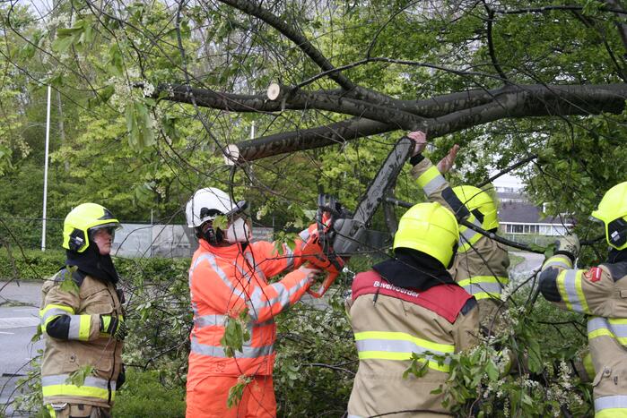 Omgewaaide boom in kleine stukken gezaagd