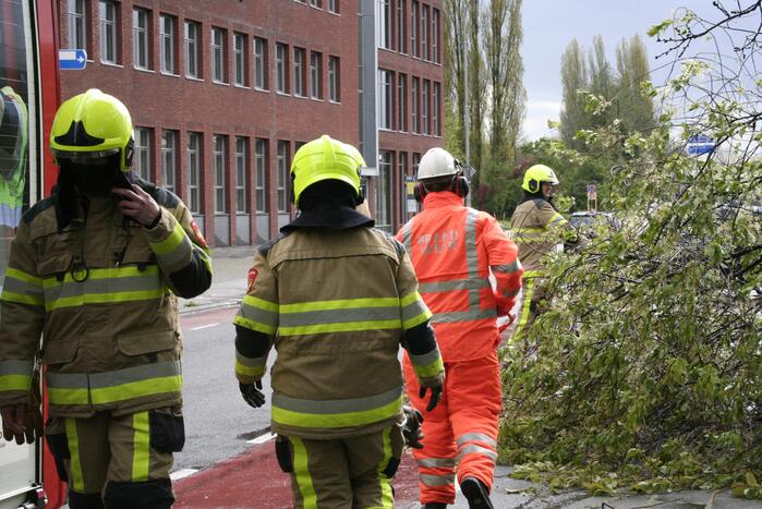 Omgewaaide boom in kleine stukken gezaagd