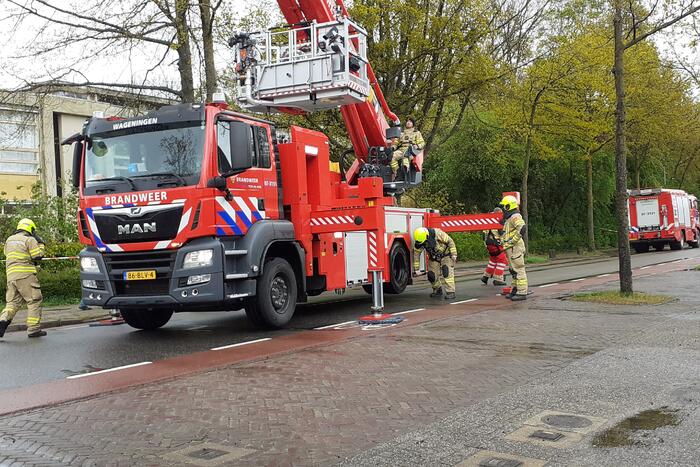Omgeving afgezet voor gevaarlijk hangende boom