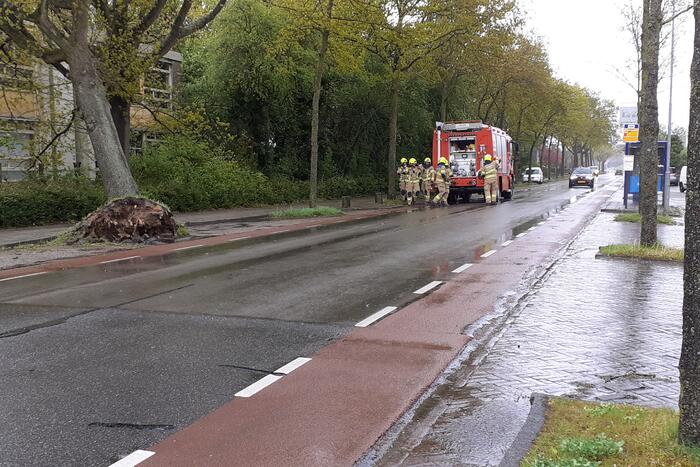 Omgeving afgezet voor gevaarlijk hangende boom