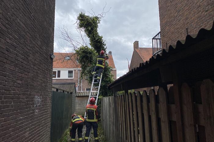 Boom omgewaaid in tuin