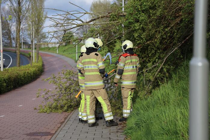 Boom vanuit berm op voet en fietspad