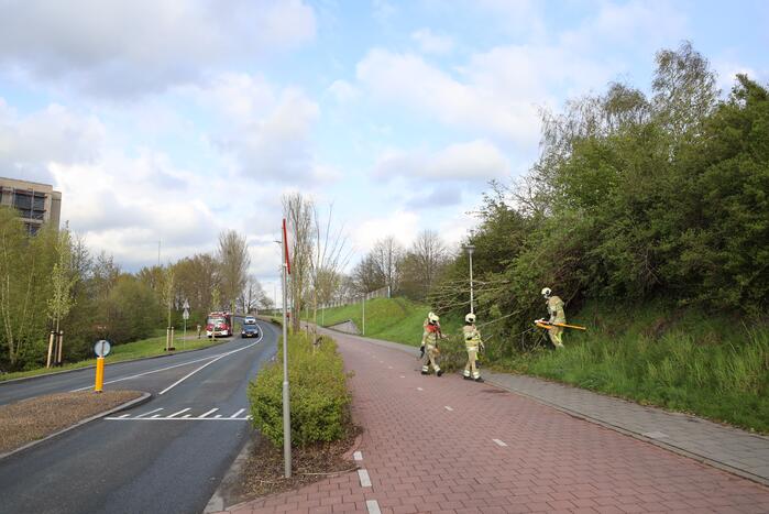 Boom vanuit berm op voet en fietspad