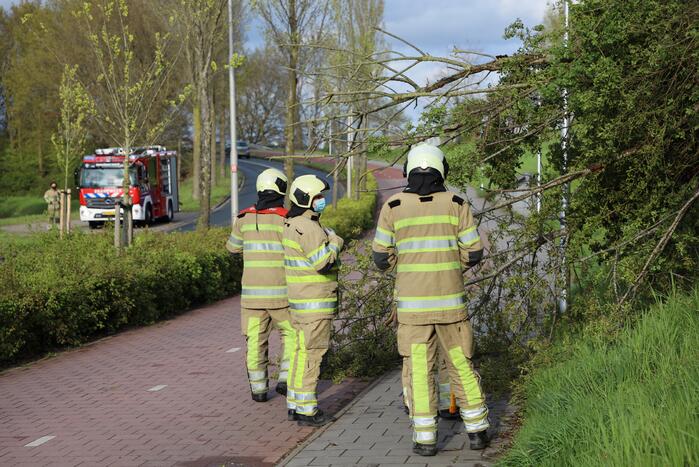 Boom vanuit berm op voet en fietspad
