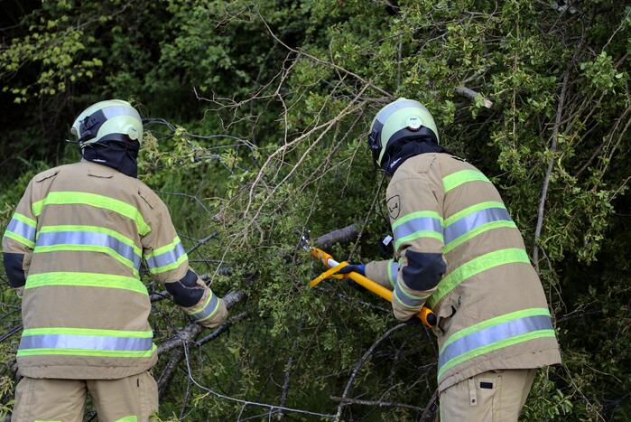 Boom vanuit berm op voet en fietspad