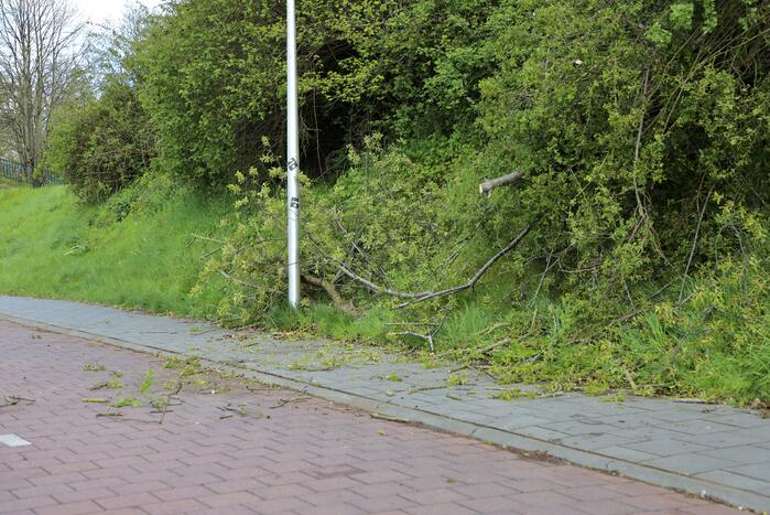 Boom vanuit berm op voet en fietspad