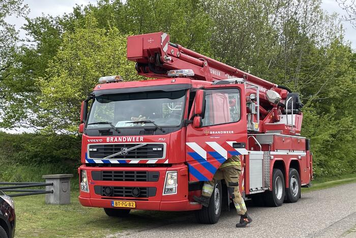 Hond vast boven in boom