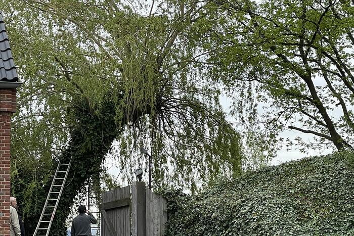 Hond vast boven in boom