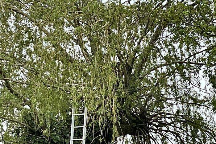 Hond vast boven in boom