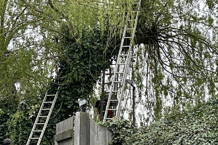 Hond vast boven in boom