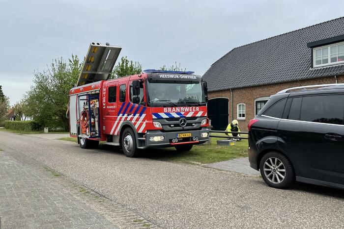 Hond vast boven in boom