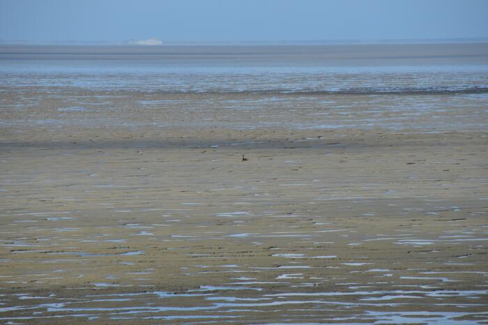Reddingsactie voor ree in de problemen bij De Zwarte Haan
