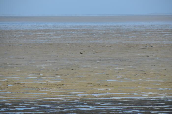 Reddingsactie voor ree in de problemen bij De Zwarte Haan
