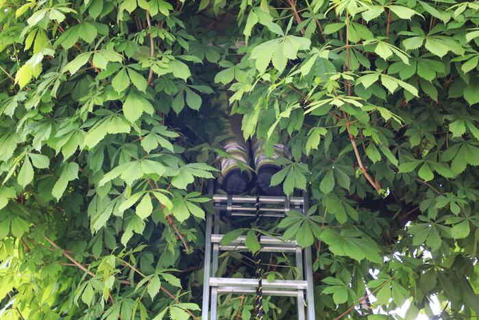 Brandweer ingezet voor kat in de boom