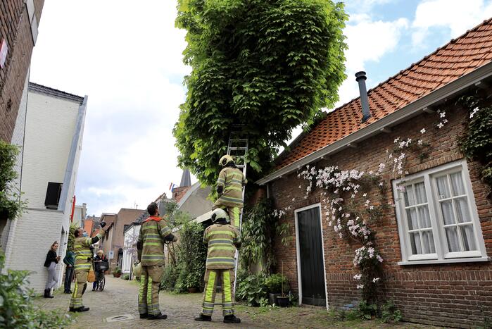 Brandweer ingezet voor kat in de boom