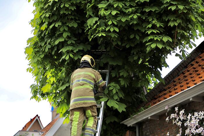 Brandweer ingezet voor kat in de boom