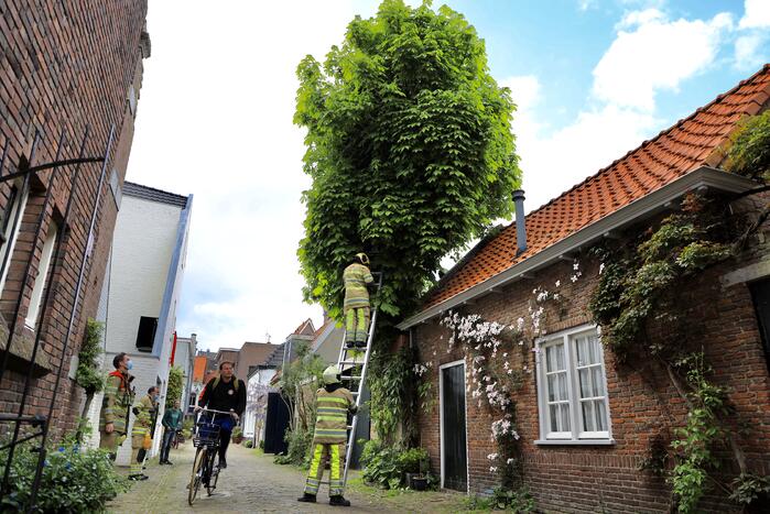 #Amersfoort Brandweer ingezet voor kat in de boom Stovestraat Amersfoort.