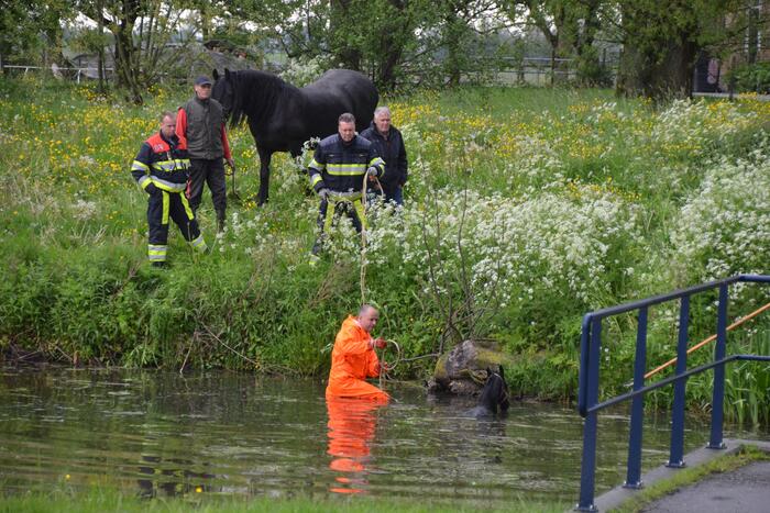 Veulen uit water gered
