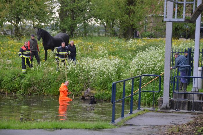 Veulen uit water gered