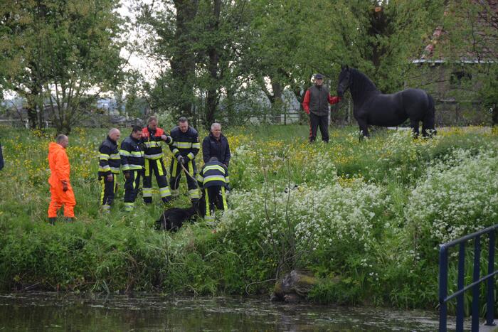 Veulen uit water gered