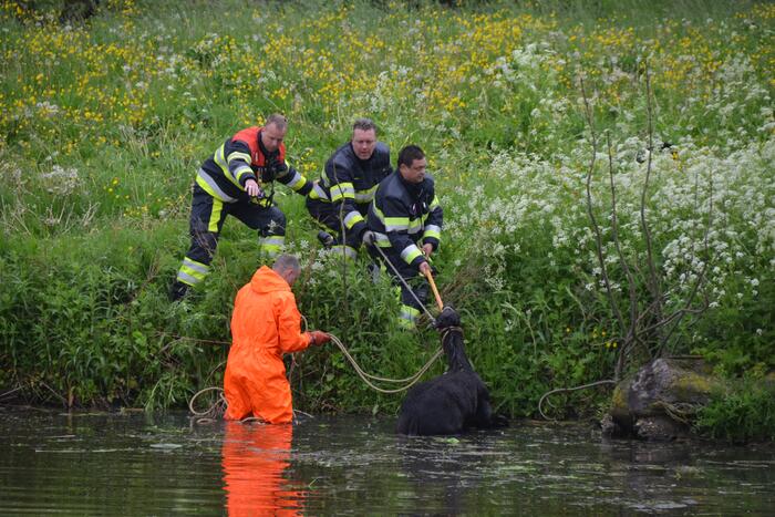Veulen uit water gered